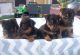 Australian Terrier Puppies for sale in Independence, MO, USA. price: NA