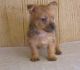 Australian Terrier Puppies for sale in Colorado Springs, CO, USA. price: NA