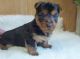 Australian Terrier Puppies for sale in Dallas, TX, USA. price: NA