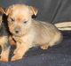 Australian Terrier Puppies for sale in Dallas, TX, USA. price: $500