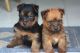 Australian Terrier Puppies for sale in Beaver Creek, CO 81620, USA. price: NA