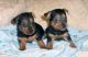 Australian Terrier Puppies for sale in Georgetown, GA, USA. price: NA