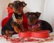Australian Terrier Puppies for sale in Seattle, WA 98103, USA. price: NA