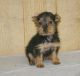 Australian Terrier Puppies for sale in Seattle, WA, USA. price: NA
