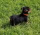 Australian Terrier Puppies for sale in Houston, TX, USA. price: NA