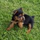 Australian Terrier Puppies for sale in Detroit, MI, USA. price: NA