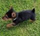 Australian Terrier Puppies for sale in Beverly Hills, CA 90210, USA. price: NA