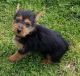 Australian Terrier Puppies for sale in Boston, MA, USA. price: NA