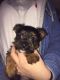 Australian Terrier Puppies for sale in Central Ave, Jersey City, NJ, USA. price: NA