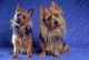 Australian Terrier Puppies for sale in Tempe, AZ, USA. price: NA