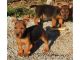 Australian Terrier Puppies for sale in Santa Rosa, CA, USA. price: NA