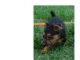 Australian Terrier Puppies for sale in TX-121, McKinney, TX, USA. price: $450