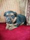 Australian Terrier Puppies for sale in Bell Gardens, CA 90202, USA. price: NA