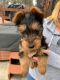 Australian Terrier Puppies for sale in Hollis, ME, USA. price: $1,500