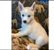 Australian Terrier Puppies for sale in Miami, FL 33101, USA. price: NA