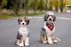Austrian Black and Tan Hound Puppies