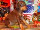 Austrian Pinscher Puppies for sale in New York, NY, USA. price: $500