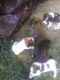Bagel Hound  Puppies