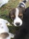 Bagel Hound  Puppies for sale in 3268 Henson Rd, Red Boiling Springs, TN 37150, USA. price: $300