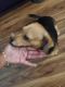 Bagel Hound  Puppies for sale in Jacksonville, FL 32218, USA. price: $200