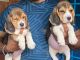 Bagel Hound  Puppies for sale in Kolathur, Chennai, Tamil Nadu, India. price: 25000 INR