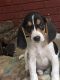 Bagel Hound  Puppies for sale in Metter, GA 30439, USA. price: NA