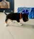 Bagel Hound  Puppies for sale in Hyderabad, Telangana, India. price: 27 INR