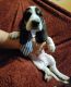 Bagel Hound  Puppies for sale in Bloomington, IL 61701, USA. price: NA