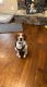 Bagel Hound  Puppies for sale in Grovetown, GA 30813, USA. price: NA