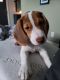 Bagel Hound  Puppies for sale in Santa Rosa, CA, USA. price: NA