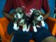 Bagel Hound  Puppies for sale in Raipur, Chhattisgarh, India. price: 30000 INR