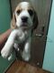 Bagel Hound  Puppies for sale in Talegaon Dabhade, Maharashtra, India. price: 25000 INR