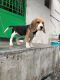 Bagel Hound  Puppies for sale in Perambalur, Tamil Nadu 621212, India. price: NA