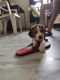 Bagel Hound  Puppies for sale in Panipat, Haryana, India. price: 40000 INR