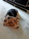 Bagel Hound  Puppies for sale in Newtown, Kolkata, West Bengal, India. price: 20000 INR