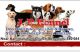 Bagel Hound  Puppies for sale in Narayanapura, Bengaluru, Karnataka 560077, India. price: 10000 INR