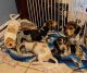 Bagel Hound  Puppies for sale in Juneau, WI 53039, USA. price: $350