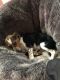 Bagel Hound  Puppies for sale in Roseville, CA, USA. price: NA