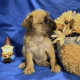 Bagel Hound  Puppies