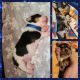 Bagel Hound  Puppies for sale in Wallingford, KY 41093, USA. price: $500
