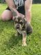 Bagel Hound  Puppies for sale in Casey, Victoria. price: $900
