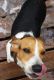 Bagel Hound  Puppies for sale in Charlotte, NC, USA. price: $400