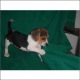Bagel Hound  Puppies for sale in Miami, FL, USA. price: NA