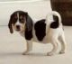 Bagel Hound  Puppies for sale in Little Rock, AR, USA. price: NA