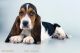 Bagel Hound  Puppies for sale in Huntington Beach, CA, USA. price: $1,300