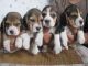 Bagel Hound  Puppies for sale in NC-150, Winston-Salem, NC, USA. price: $250