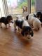 Bagel Hound  Puppies for sale in Las Vegas, NV, USA. price: NA