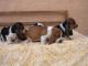 Bagel Hound  Puppies for sale in Wichita, KS, USA. price: NA