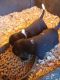 Bagel Hound  Puppies for sale in Pisgah, AL 35765, USA. price: NA