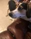 Bagel Hound  Puppies for sale in Rexburg, ID, USA. price: NA